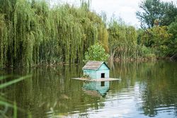Pond with animals in the park