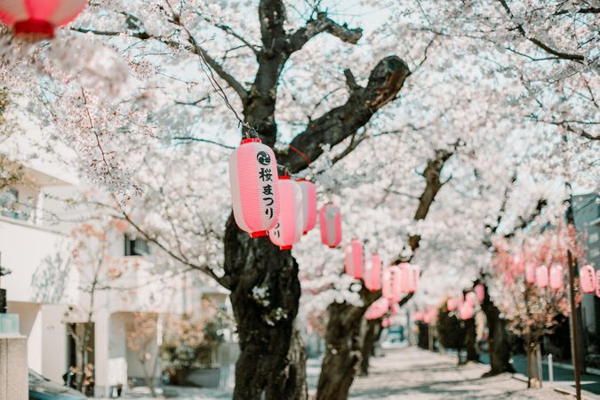 Cherry blossom trees decorated with red lanterns