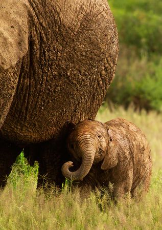 Brown elephant and calf on green grass in close-up