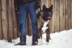 Person standing beside dog on snow covered ground