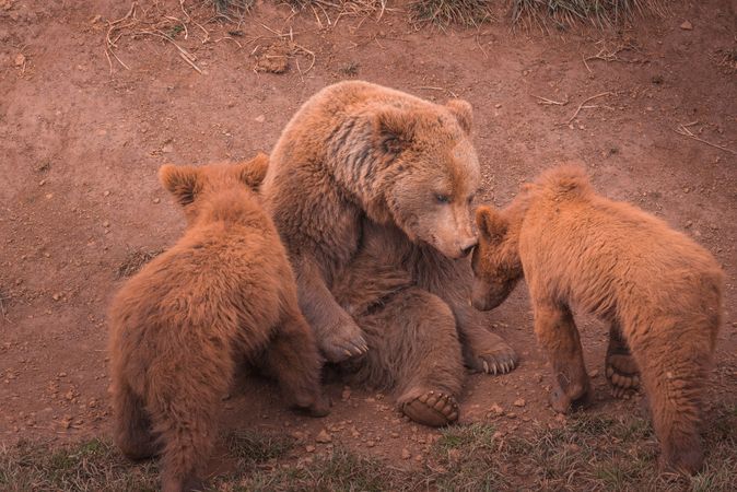 Mother bear playing with bear cubs