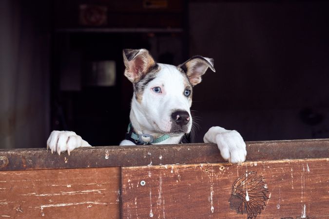 Border collie puppy with blue eyes peeking out the wooden door