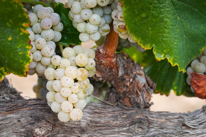 Vineyard with Lush, Ripe Wine Grapes on the Vine Ready for Harvest