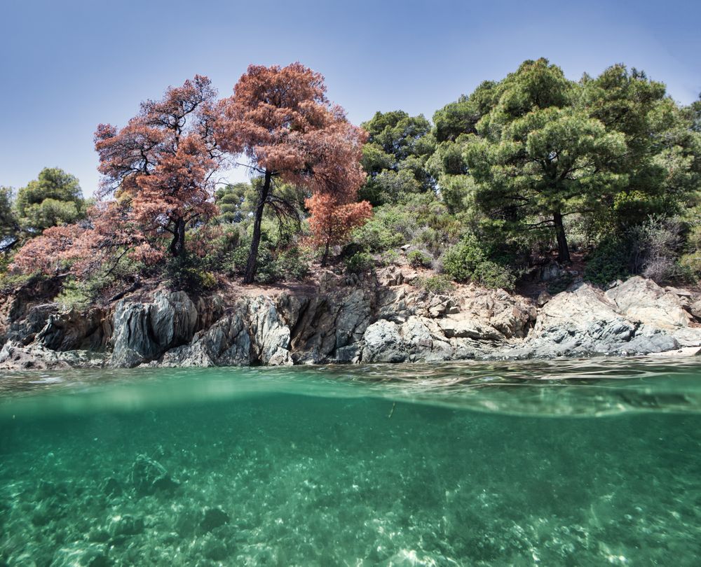 Stony island with bright greenery surrounded by water