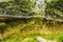 Wet algae on stone