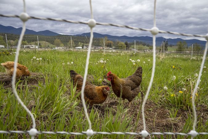 Hens grazing in field in the Rocky Mountains
