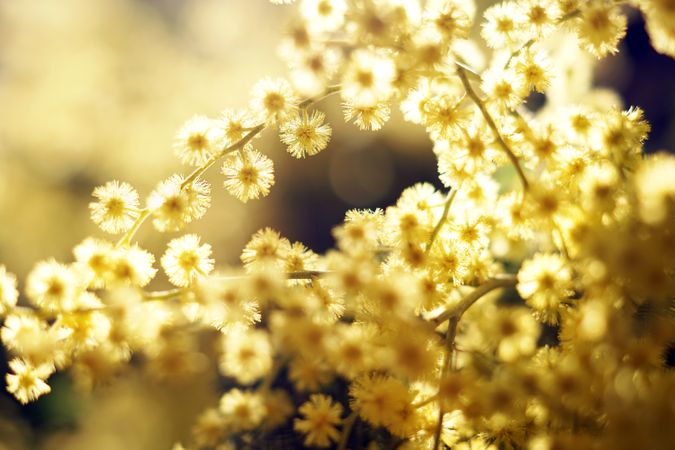 Tender golden twigs on sunny day