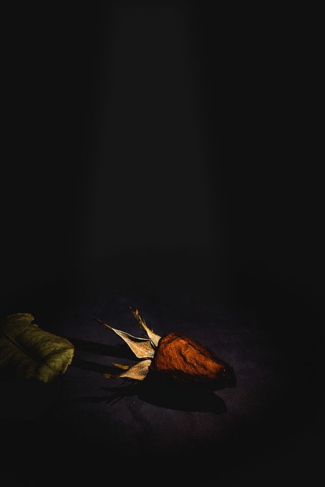 Dry red rose with dark background