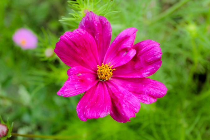 Pink flower in field