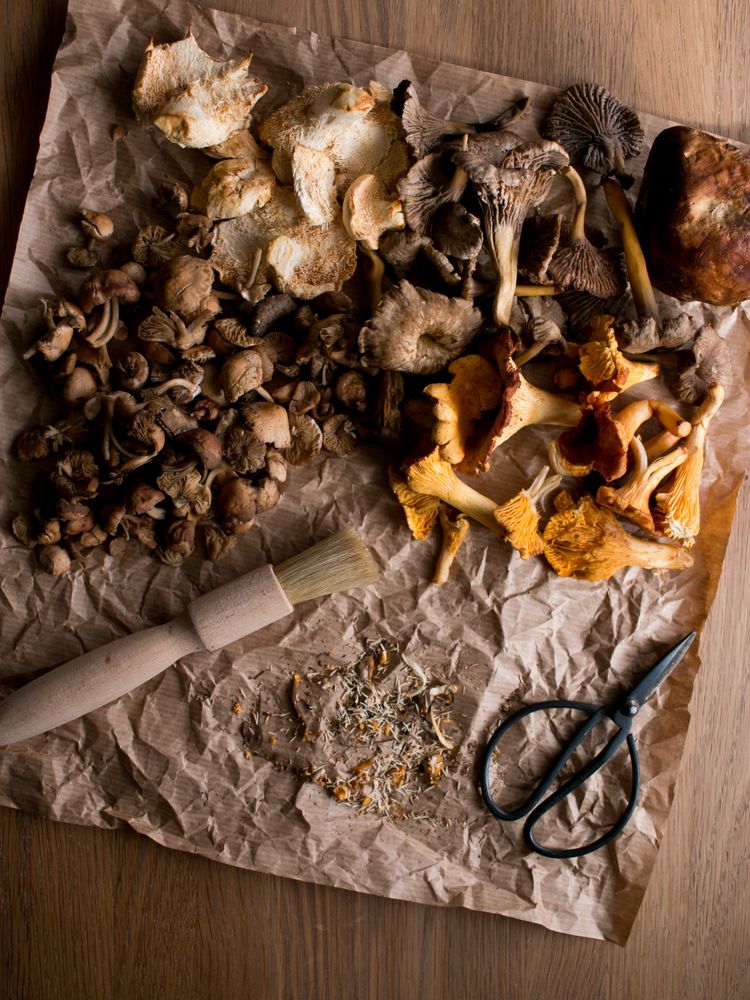 Brush and scissors near dried mushrooms