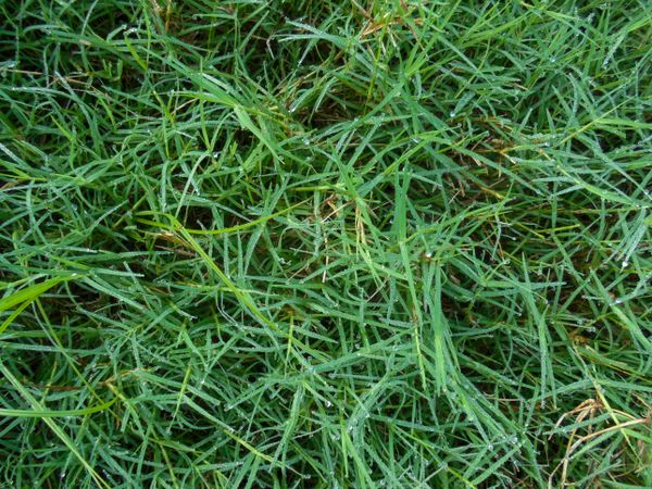 green grass