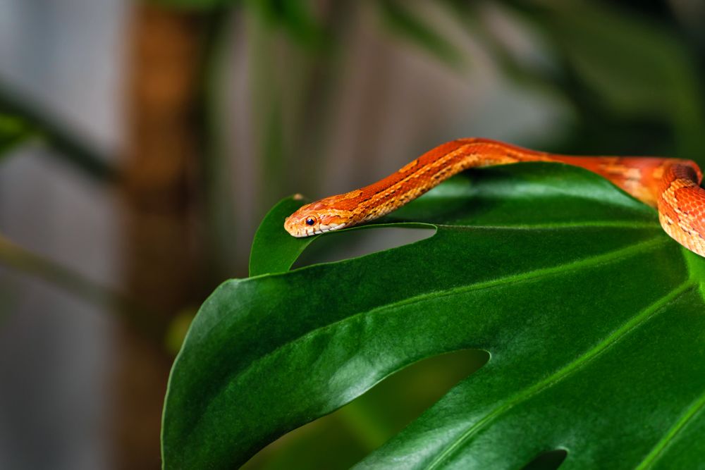 Exotic Pet Corn Snake On Monstera