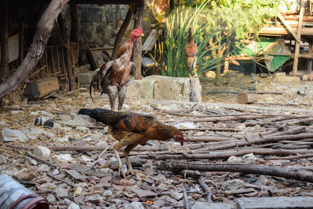 Chickens grazing outside on rocky ground