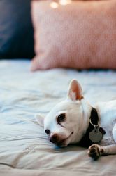 Close up of dog’s face laying down on bed
