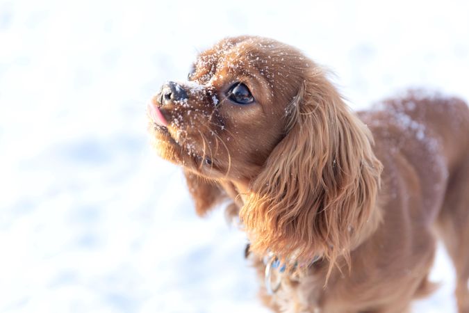 Side view of cavalier spaniel face covered in snow