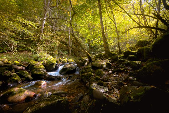 Small river flowing in green dark beautiful forest.