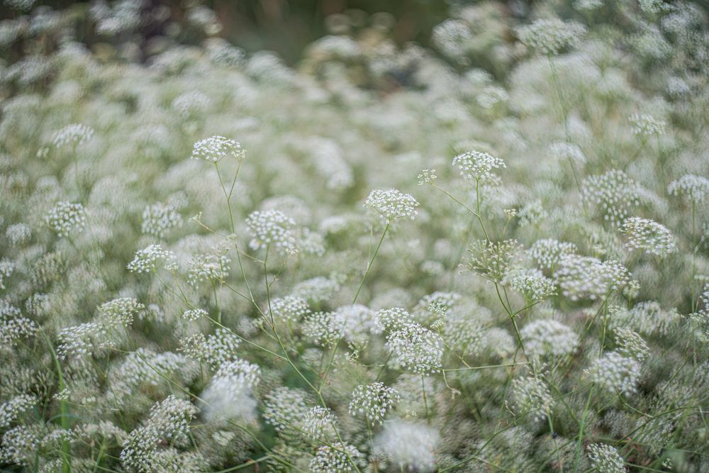 Flowering Gypsophila paniculata or panicled baby's-breath flowers