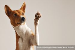 Dog with paw waving bG2XA4