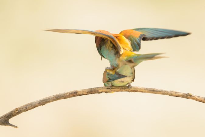 Birds standing on tree branch