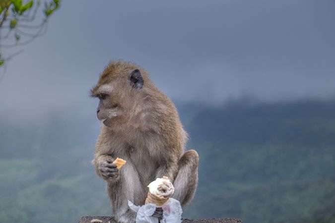 Macaque monkey eating waffle cone