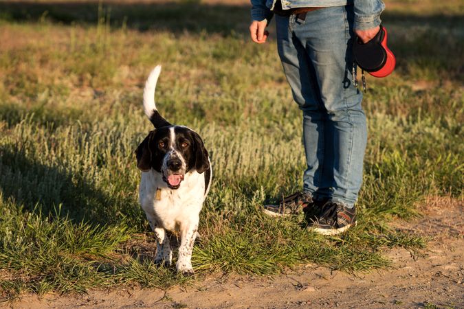 Hound dog walking towards the camera in golden evening light.