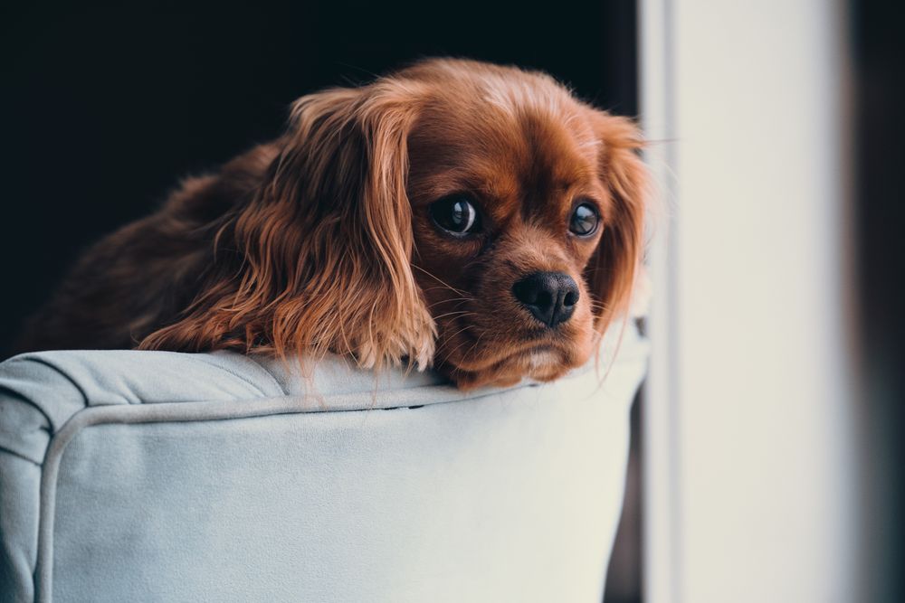 Brown long coated small dog on light colored couch