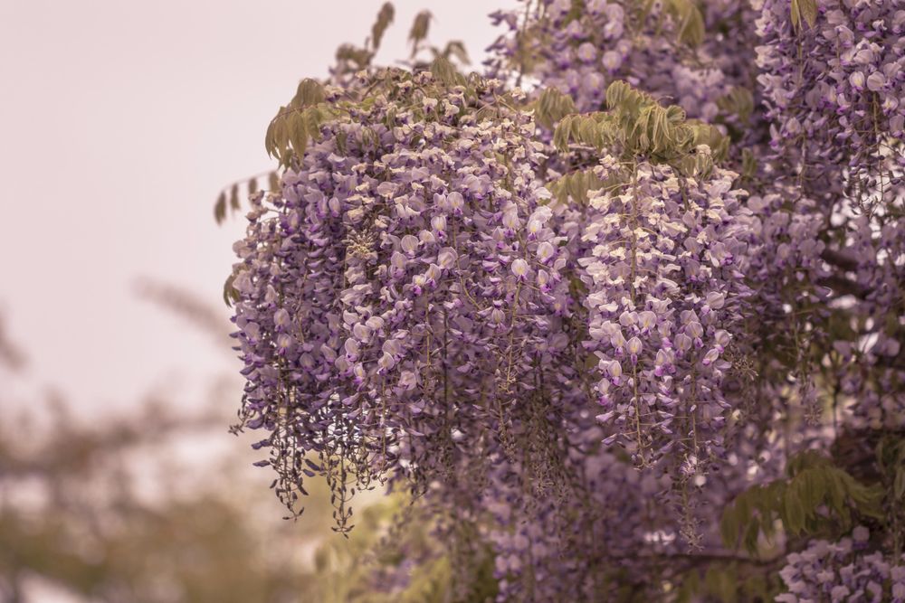 Wisteria growing on tree on overcast day