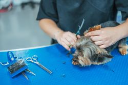 Crop groomer cutting fur of small dog