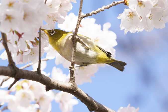 Side view of yellow bird perched in cherry blossom tree