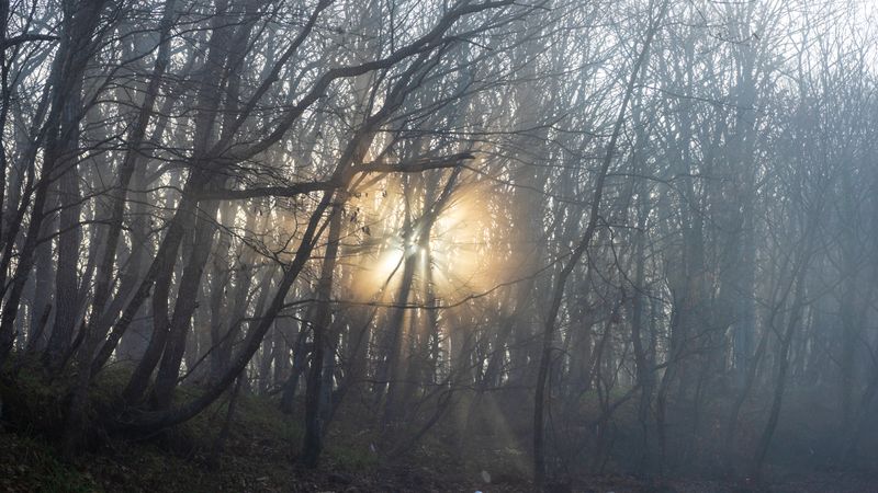 Sun peaking through misty autumnal  forest