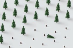 Minimal winter landscape scene with pine trees and chopped trees