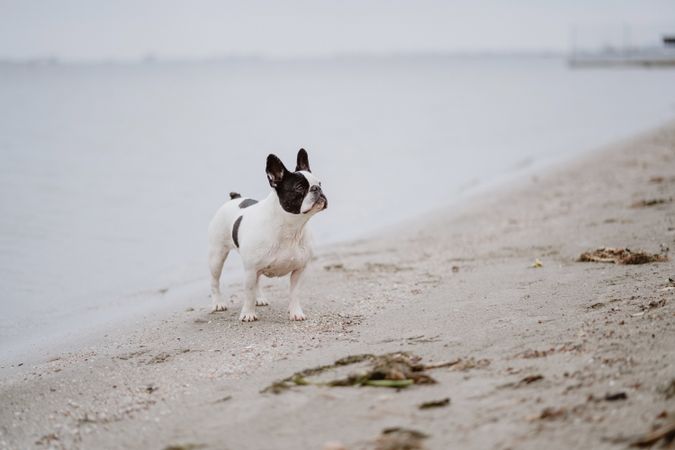 Dog standing on beach near sea