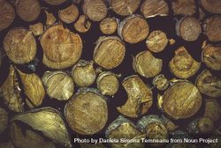 Wooden texture with pile of tree trunks 0WDGx5