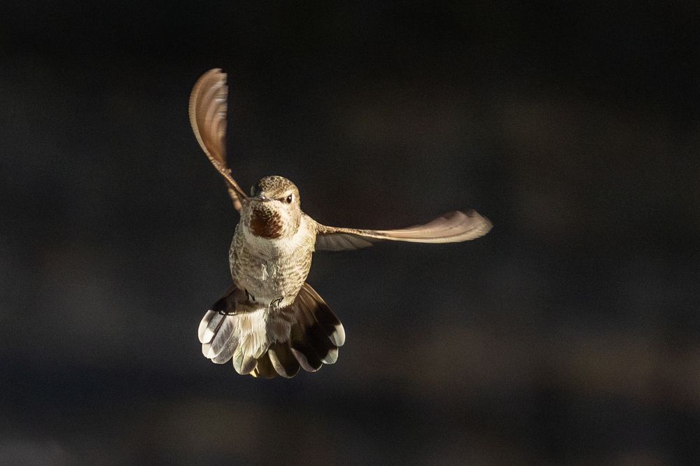 Beautiful Immature Male Anna's Hummingbird In Flight