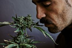 Detail shot of a young man smelling, smoking and biting a marijuana plant with gray background.