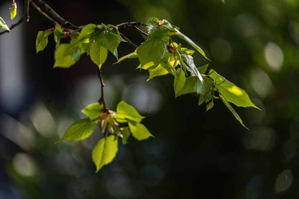 New leaves on the tree in early spring