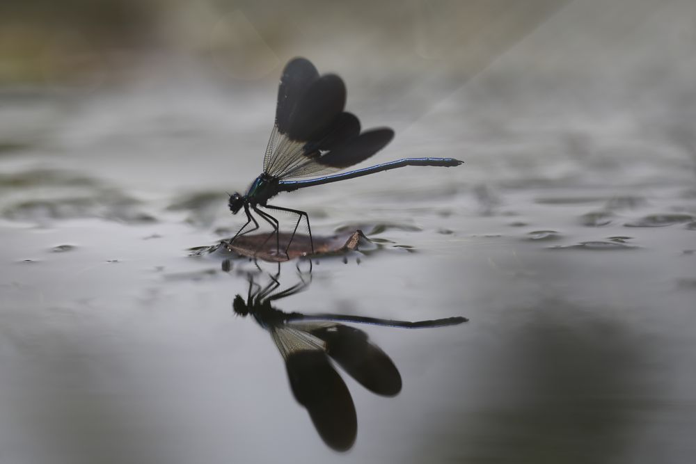 Dragon-fly on thin twig of plant