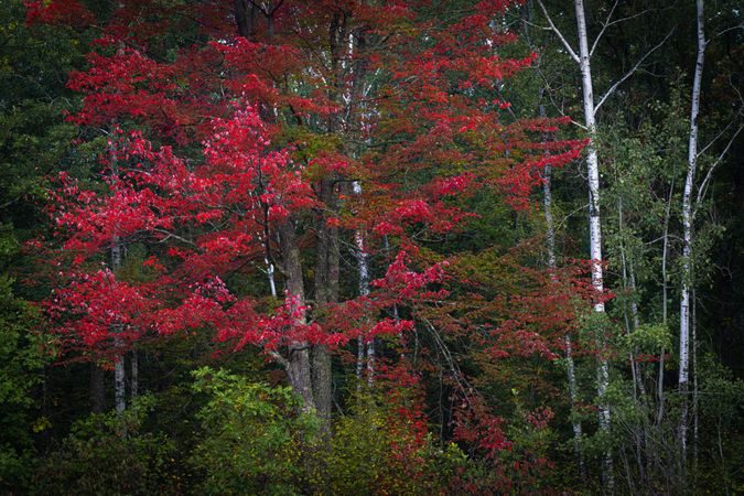 Maple trees along Great River Road in Aitkin County, Minnesota