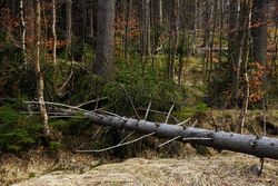 Fallen tree on ground in forest