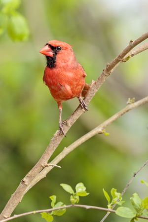Orange northern cardinal bird on tree branch