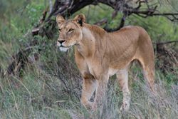 Brown lioness on brown grass