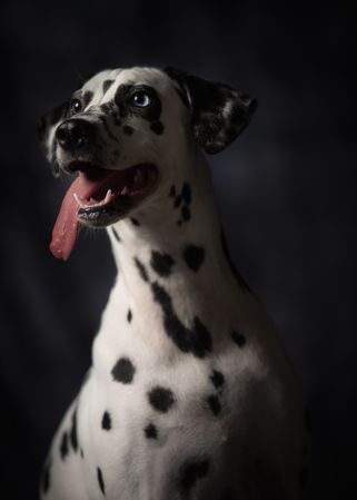 Calm adult interested Dalmatian dog