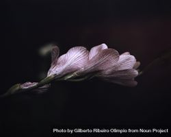 Side view of veins on a pink flower 47DGOb