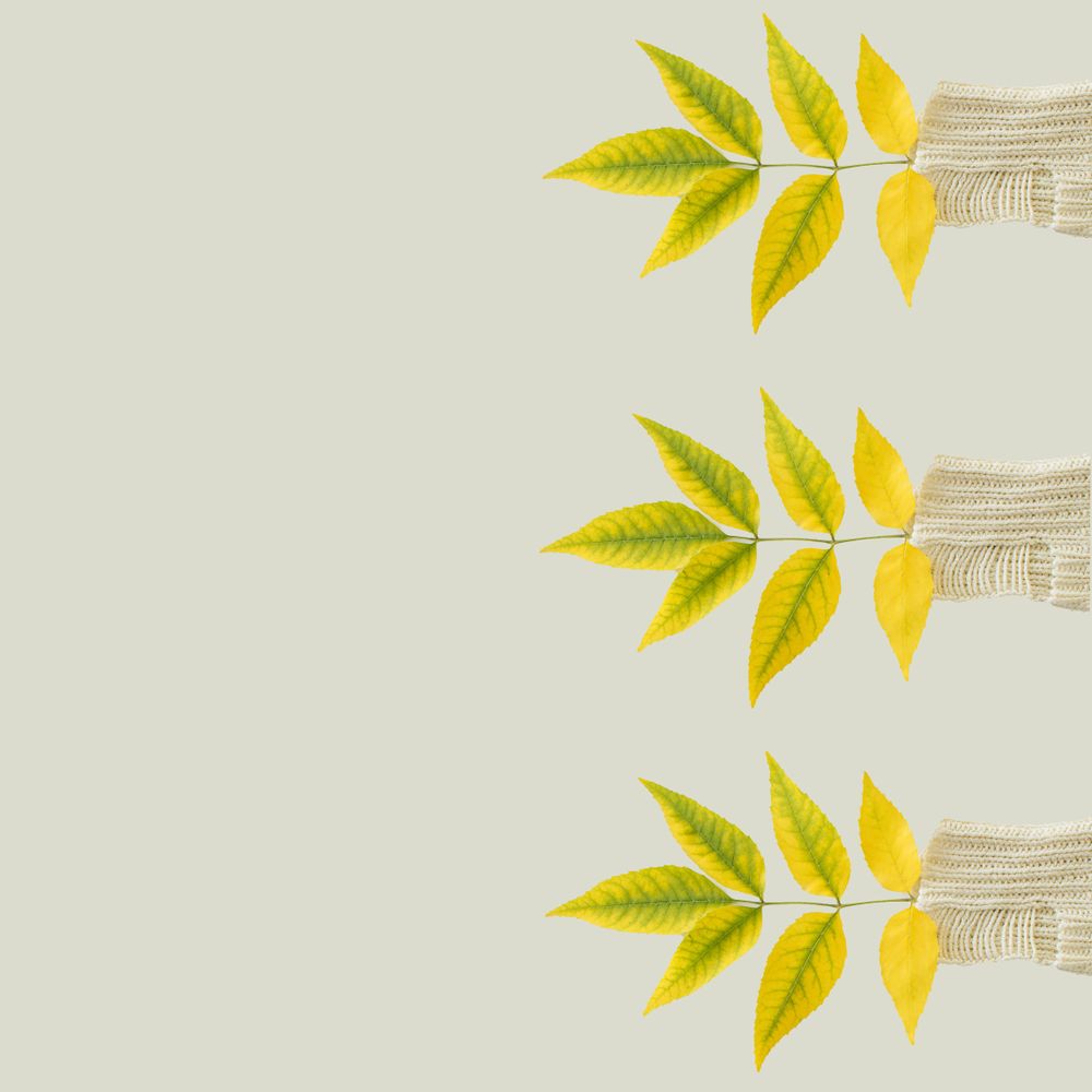 Green yellow autumn leaves on side of a bright background with copy space