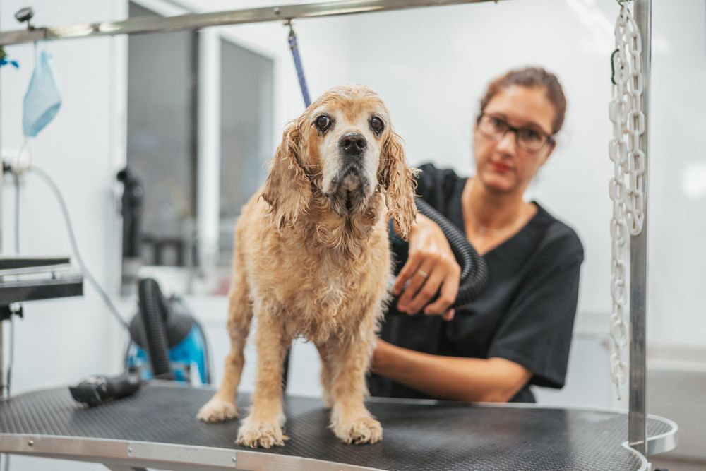 Woman drying dog in grooming salon