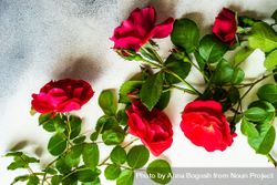 Red roses scattered on marble counter bGRNOv