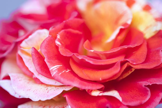 Close up of lush flower’s petals