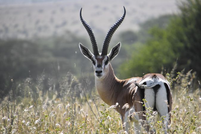 Springbok on green grass