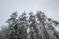 Winter forest landscape with snow