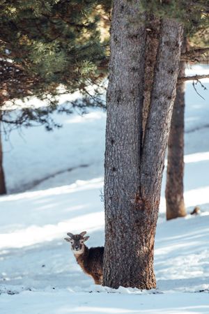 Wild sheep pasturing between trees and snow